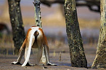Rear view of mature male Proboscis monkey (Nasalis larvatus) walking on the mudflats in a mangrove swamp revealed at low tide, Bako National Park, Sarawak, Borneo, Malaysia, March