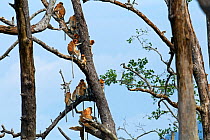 Proboscis monkey (Nasalis larvatus) group sitting in a tree, Bako National Park, Sarawak, Borneo, Malaysia, March