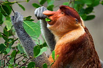 Proboscis monkey (Nasalis larvatus) male feeding on leaves, Bako National Park, Sarawak, Borneo, Malaysia, April