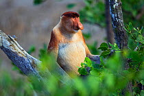 Proboscis monkey (Nasalis larvatus) male sitting in a tree, Bako National Park, Sarawak, Borneo, Malaysia, April