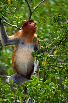 Proboscis monkey (Nasalis larvatus) young male feeding in a tree, Bako National Park, Sarawak, Borneo, Malaysia, April