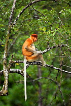 Proboscis monkey (Nasalis larvatus) sub-mature male sitting in a tree, Bako National Park, Sarawak, Borneo, Malaysia, April