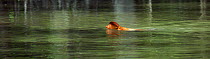 Proboscis monkey (Nasalis larvatus) young male swimming across a river to reach a new feeding area, Bako National Park, Sarawak, Borneo, Malaysia, April