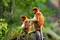 Proboscis monkeys (Nasalis larvatus) young males sitting on a rotten tree stump, Bako National Park, Sarawak, Borneo, Malaysia, April