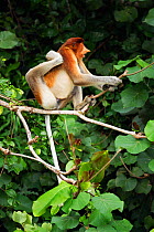 Proboscis monkey (Nasalis larvatus) young male sitting in the forest canopy scratching, Bako National Park, Sarawak, Borneo, Malaysia, April