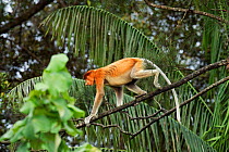 Proboscis monkey (Nasalis larvatus) young male walking through the branches of a tree, Bako National Park, Sarawak, Borneo, Malaysia, April