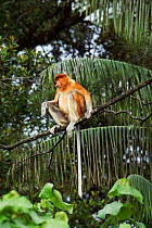 Proboscis monkey (Nasalis larvatus) young male sitting on the fronds of a palm tree, Bako National Park, Sarawak, Borneo, Malaysia, April