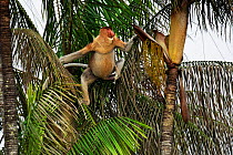 Proboscis monkey (Nasalis larvatus) mature male sitting in a palm tree, Bako National Park, Sarawak, Borneo, Malaysia, April