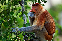 Proboscis monkey (Nasalis larvatus) mature male sitting in a tree feeding on leaves, Bako National Park, Sarawak, Borneo, Malaysia, April