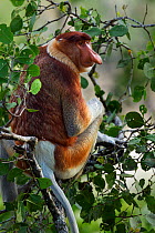 Proboscis monkey (Nasalis larvatus) mature male sitting in a tree, Bako National Park, Sarawak, Borneo, Malaysia, April