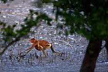 Proboscis monkey (Nasalis larvatus) female carrying an infant under her belly walking on the mudflats of a mangrove swamp at low tide, Bako National Park, Sarawak, Borneo, Malaysia, April