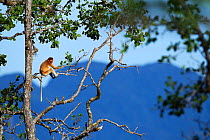 Proboscis monkey (Nasalia larvatus) juvenile sitting in mangrove tree, Bako National Park, Sarawak, Borneo, Malaysia, April