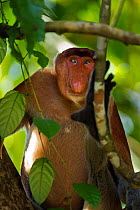 Proboscis monkey (Nasalia larvatus) mature male sitting in a tree, Bako National Park, Sarawak, Borneo, Malaysia, April