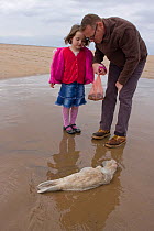 Father and daughter looking at dead Grey Seal (Halichoerus grypus) pup, 1 week. Possible cause of death is heavy-metal build up from industry. Donna Nook, UK, October.