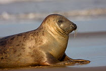 Grey Seal (Halichoerus grypus) on beach. Donna Nook, November.