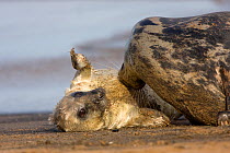 Grey Seal (Halichoerus grypus) mother playing with new born pup on beach. Donna Nook, UK, November.