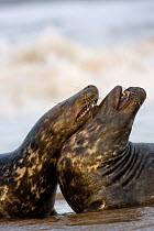 Bull Grey Seals (Halichoerus grypus) fighting on beach. Donna Nook, UK, November.