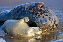 Grey Seal (Halichoerus grypus) mother playing with pup on beach. Donna Nook, UK, November.