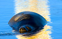 Bull Grey Seal (Halichoerus grypus) asleep in pool with reflection of bombing range sign in pool. Donna Nook, UK, November.