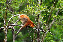 Proboscis Monkey (Nasalis larvatus) preparing to jump from the branch of a tree. Bako National Park, Sarawak, Borneo, Malaysia, March.