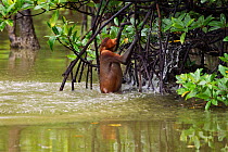 Proboscis Monkey (Nasalis larvatus) young male emerging from a river having swum across. Bako National Park, Sarawak, Borneo, Malaysia, March.
