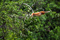 Proboscis Monkey (Nasalis larvatus) jumping through the forest canopy. Bako National Park, Sarawak, Borneo, Malaysia, March.