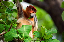 Proboscis Monkey (Nasalis larvatus) young male sitting in the forest canopy feeding on leaves. Bako National Park, Sarawak, Borneo, Malaysia, March.