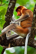 Proboscis Monkey (Nasalis larvatus) sub-mature male sitting in a tree. Bako National Park, Sarawak, Borneo, Malaysia, March.