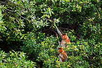 Proboscis Monkeys (Nasalis larvatus) sitting amongst the trees in the forest canopy. Bako National Park, Sarawak, Borneo, Malaysia, March.
