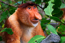 Proboscis Monkey (Nasalis larvatus) mature male head and shoulders portrait. Bako National Park, Sarawak, Borneo, Malaysia, April. Did you know? A Proboscis monkey's nose can reach up to a quarter of...