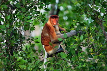 Proboscis Monkey (Nasalis larvatus) mature male sitting in a tree feeding on leaves. Bako National Park, Sarawak, Borneo, Malaysia, April.