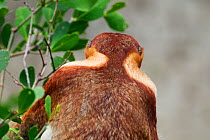 Proboscis Monkey (Nasalis larvatus) mature male head and shoulders back view. Bako National Park, Sarawak, Borneo, Malaysia, April.