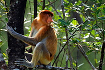 Proboscis Monkey (Nasalis larvatus) young male sitting in a tree. Bako National Park, Sarawak, Borneo, Malaysia, April.