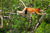 Proboscis Monkey (Nasalis larvatus) jumping through the forest canopy. Bako National Park, Sarawak, Borneo, Malaysia, April.