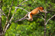 Proboscis Monkey (Nasalis larvatus) jumping through the forest canopy. Bako National Park, Sarawak, Borneo, Malaysia, April.