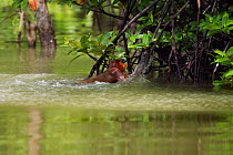 Proboscis Monkey (Nasalis larvatus) juvenile pulling itself out of the water having swam across a river to reach a new feeding area. Bako National Park, Sarawak, Borneo, Malaysia, April.
