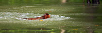 Proboscis Monkey (Nasalis larvatus) juvenile swimming across a river to reach a new feeding area. Bako National Park, Sarawak, Borneo, Malaysia, April.