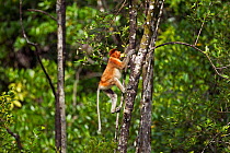 Proboscis Monkey (Nasalis larvatus) climbing up a tree. Bako National Park, Sarawak, Borneo, Malaysia, April.