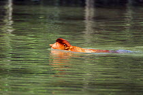 Proboscis Monkey (Nasalis larvatus) young male swimming across a river to reach a new feeding area. Bako National Park, Sarawak, Borneo, Malaysia, April.