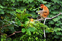 Proboscis Monkey (Nasalis larvatus) young male feeding on leaves in the forest canopy. Bako National Park, Sarawak, Borneo, Malaysia, April.