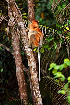 Proboscis Monkey (Nasalis larvatus) young male sitting in the forest canopy. Bako National Park, Sarawak, Borneo, Malaysia, April.
