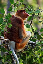 Proboscis Monkey (Nasalis larvatus) mature male sitting in a tree - portrait. Bako National Park, Sarawak, Borneo, Malaysia, April.