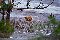 Proboscis Monkey (Nasalis larvatus) female carrying an infant under her belly walking on the mudflats of a mangrove swamp at low tide. Bako National Park, Sarawak, Borneo, Malaysia, April.