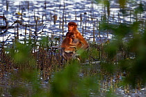 Proboscis Monkey (Nasalis larvatus) female holding a baby sitting on the mudflats of a mangrove swamp at low tide. Bako National Park, Sarawak, Borneo, Malaysia, April.