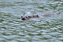 European river otter (Lutra lutra) swimming in lake with cub, Wales, UK, October. Photographer quote: "Rain, rain and more rain, a typical Welsh summers day,but even though I was soaked through I was...