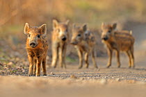 Wild boar (Sus scrofa) piglets, Forest of Dean, Gloucestershire, UK, March. Photographer quote: 'As these wild boar piglets walked out onto the track I tried to think 'flat' and pretend I was a leaf l...