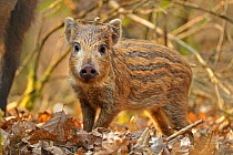 Wild boar (Sus scrofa) piglet in woodland undergrowth, Forest of Dean, Gloucestershire, UK, March. Photographer quote: "Getting down and dirty with this wild boar piglet meant that I had to eat the fo...