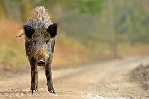 Wild boar (Sus scrofa) female on woodland track, Forest of Dean, Gloucestershire, UK, March