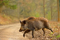 Wild boar (Sus scrofa) female crossing woodland track, Forest of Dean, Gloucestershire, UK, March 2011