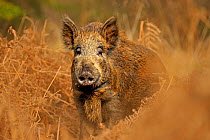Wild boar (Sus scrofa) female in woodland undergrowth, Forest of Dean, Gloucestershire, UK, March